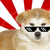 Quốc khuyển Nhật Bản: Akita Inu